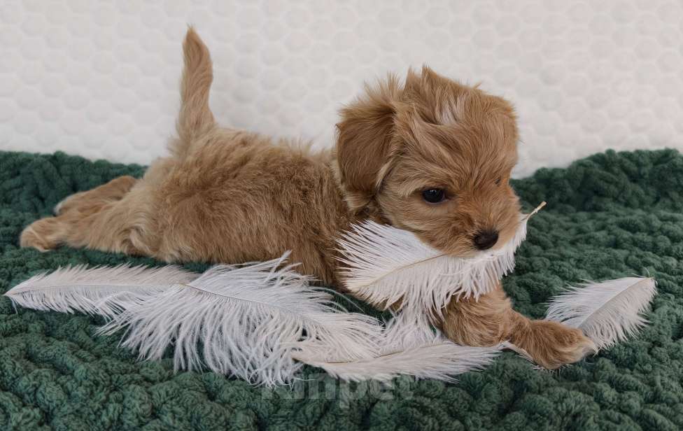 Собаки в Санкт-Петербурге: Щенки мальтипу f1 мини Девочка, Бесплатно - фото 3