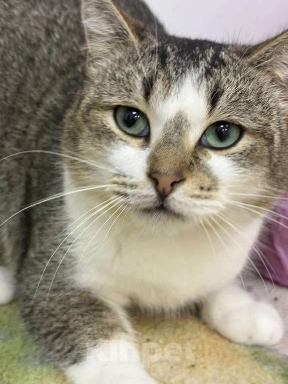 Кошки в Москве: Котик Кеша в добрые руки Мальчик, Бесплатно - фото 1