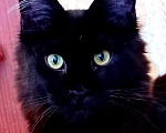 Кошки в Рязани: Мейн кун полидакт Девочка, 110 000 руб. - фото 2