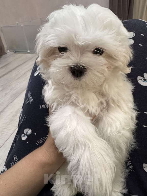 Собаки в Новом Осколе: Мальтийская болонка мини (щенок мальчик) Мальчик, 35 000 руб. - фото 2