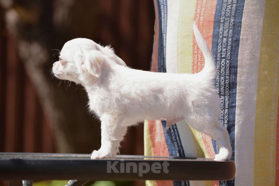 Собаки в Самаре: Мальчик чихуахуа Мальчик, 30 000 руб. - фото 2