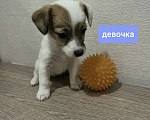 Собаки в Красноярске: Щенок джек Рассел терьер девочка Девочка, 18 000 руб. - фото 1