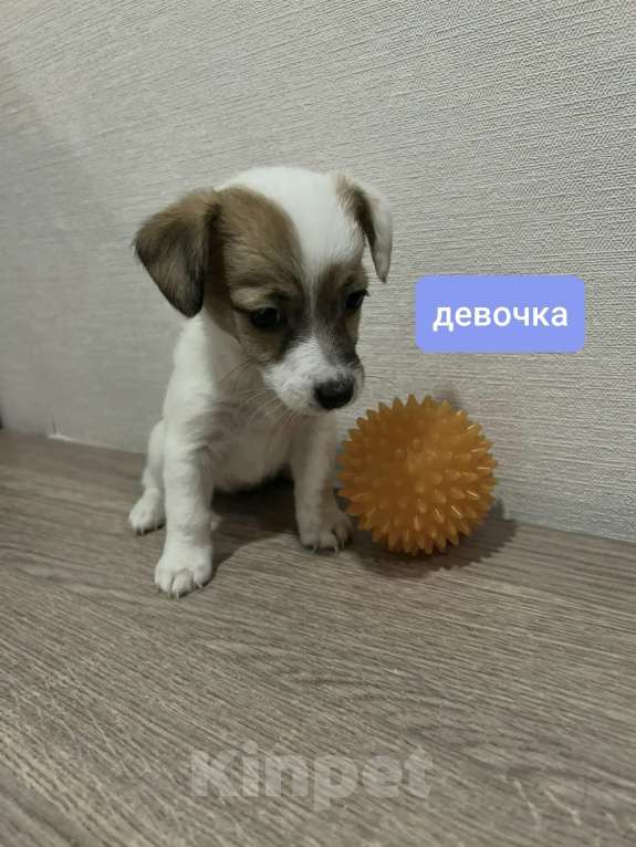 Собаки в Красноярске: Щенок джек Рассел терьер девочка Девочка, 18 000 руб. - фото 1