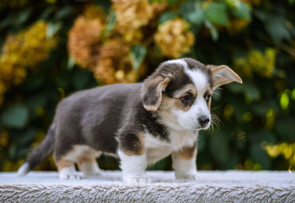 Собаки в Новосибирске: Вельш Корги Пемброк Дайнерис Бурерожденная  Девочка, 65 000 руб. - фото 3