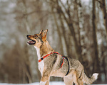 Собаки в Москве: Собака в добрые руки Мальчик, Бесплатно - фото 3