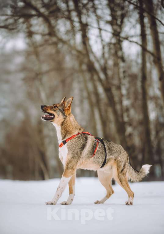 Собаки в Москве: Собака в добрые руки Мальчик, Бесплатно - фото 3