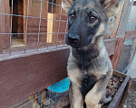 Собаки в Москве: Щенок-мальчик ищет дом Мальчик, Бесплатно - фото 7