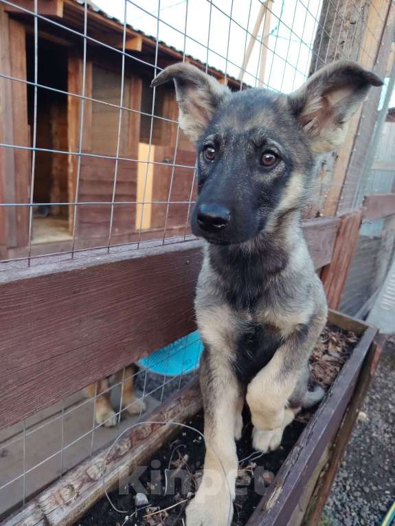 Собаки в Москве: Щенок-мальчик ищет дом Мальчик, Бесплатно - фото 7
