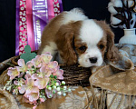 Собаки в Электростали: Мальчик кавалер кинг чарльз спаниель Мальчик, 70 000 руб. - фото 2