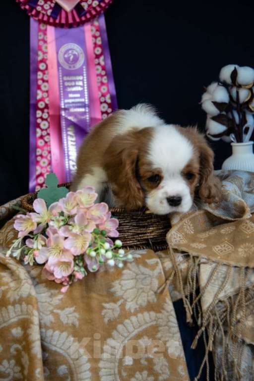 Собаки в Электростали: Мальчик кавалер кинг чарльз спаниель Мальчик, 70 000 руб. - фото 2