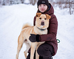 Собаки в Москве: Сириус, 1 год. Пёс-компаньон в добрые руки! Мальчик, Бесплатно - фото 7
