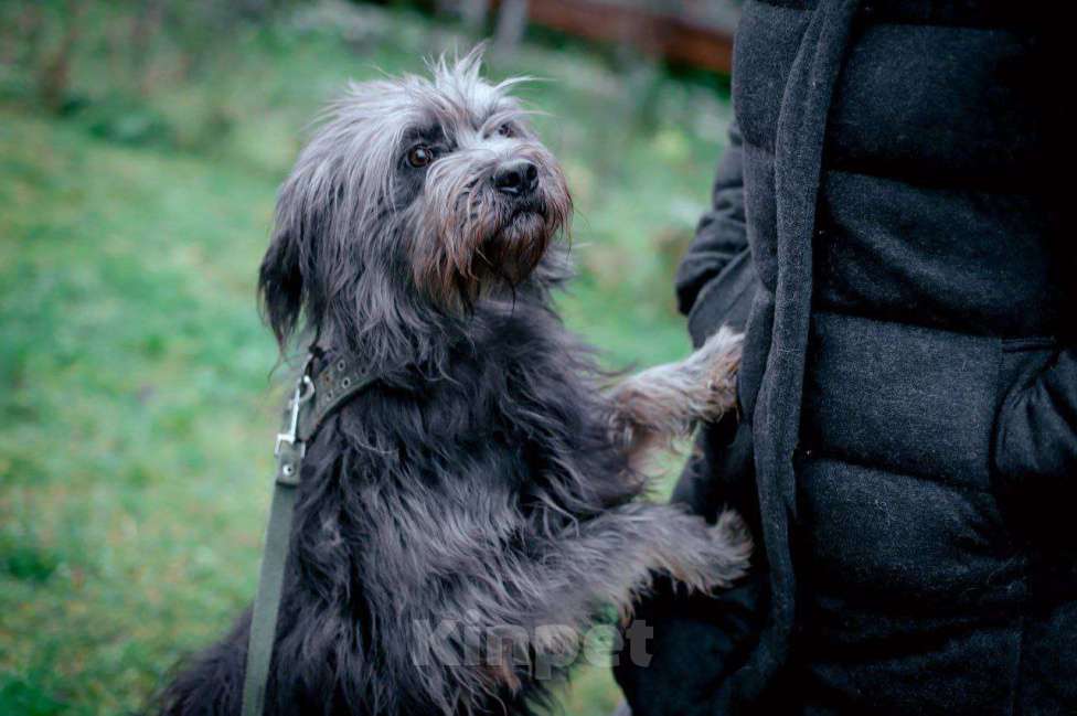 Собаки в Москве: Миттельшнауцер метис в дар Девочка, Бесплатно - фото 1