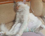 Кошки в Уфе: Отдам срочно в связи с переездом котика Мальчик, Бесплатно - фото 1