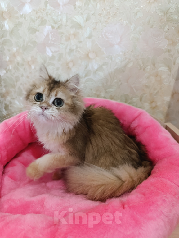 Кошки в Санкт-Петербурге: Золотой британский котик Мальчик, 9 000 руб. - фото 6