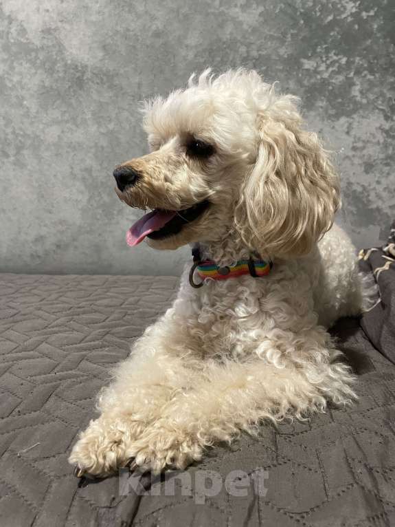 Собаки в Таганроге: Пудель Мальчик, Бесплатно - фото 1