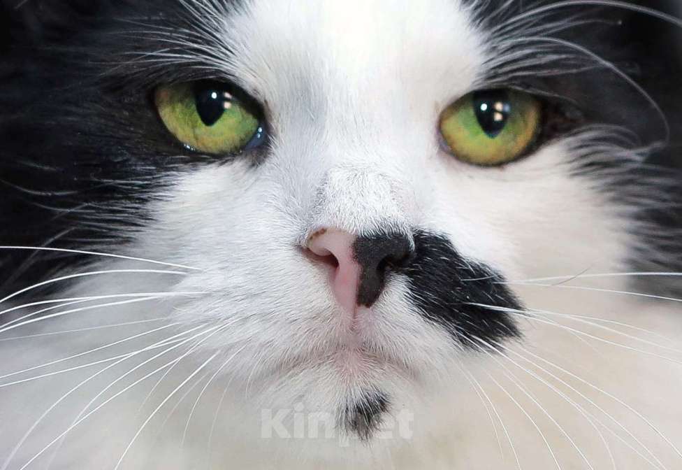 Кошки в Санкт-Петербурге: Ласковый, спокойный самый красивый котик Мальчик, 100 руб. - фото 5