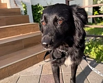 Собаки в Москве: Чара ❤️ это собака душа, собака-компаньон, она нуждается в своем человеке🙏 Девочка, Бесплатно - фото 3