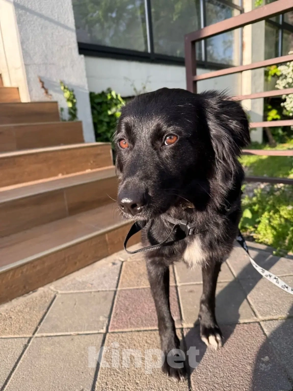 Собаки в Москве: Чара ❤️ это собака душа, собака-компаньон, она нуждается в своем человеке🙏 Девочка, Бесплатно - фото 3