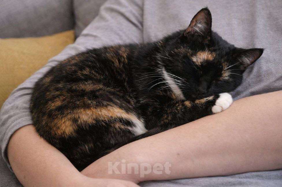 Кошки в Санкт-Петербурге: Нежная трехцветочка ищет добрые руки Девочка, Бесплатно - фото 3