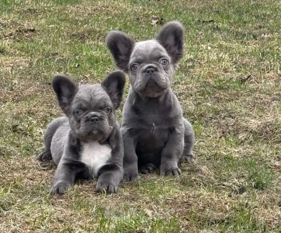 Собаки в Москве: Французский бульдог девочки флаффи Девочка, 110 000 руб. - фото 2