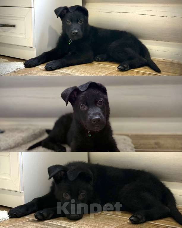 Собаки в Великом Новгороде: щенки немецкой овчарки Девочка, 45 000 руб. - фото 1