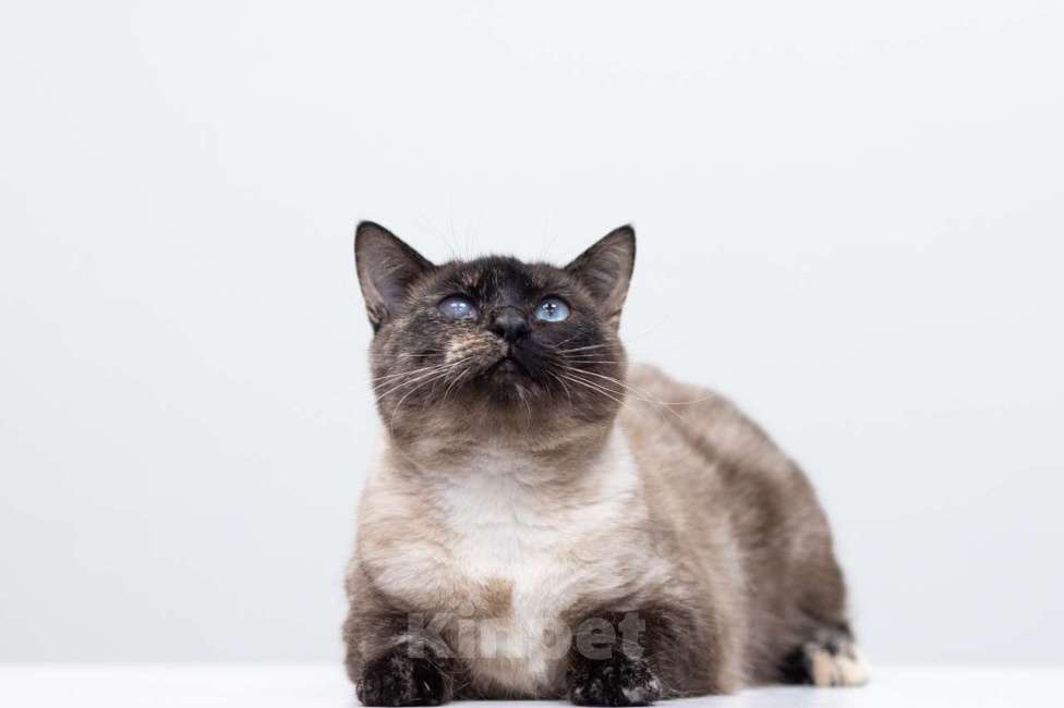 Кошки в Москве: Варвара Девочка, Бесплатно - фото 3