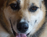 Собаки в Москве: Ваниль Девочка, Бесплатно - фото 4