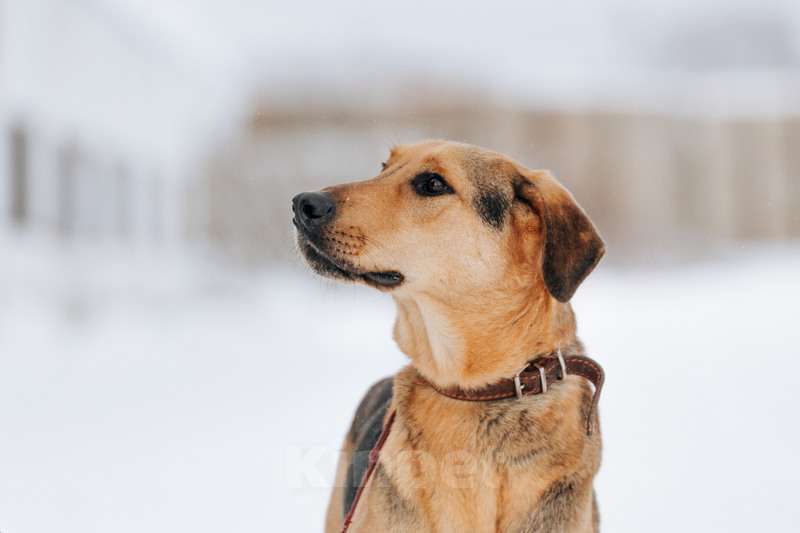 Собаки в Москве: Несчастный пес Брэд — с детства до 4 лет в приюте Мальчик, Бесплатно - фото 3