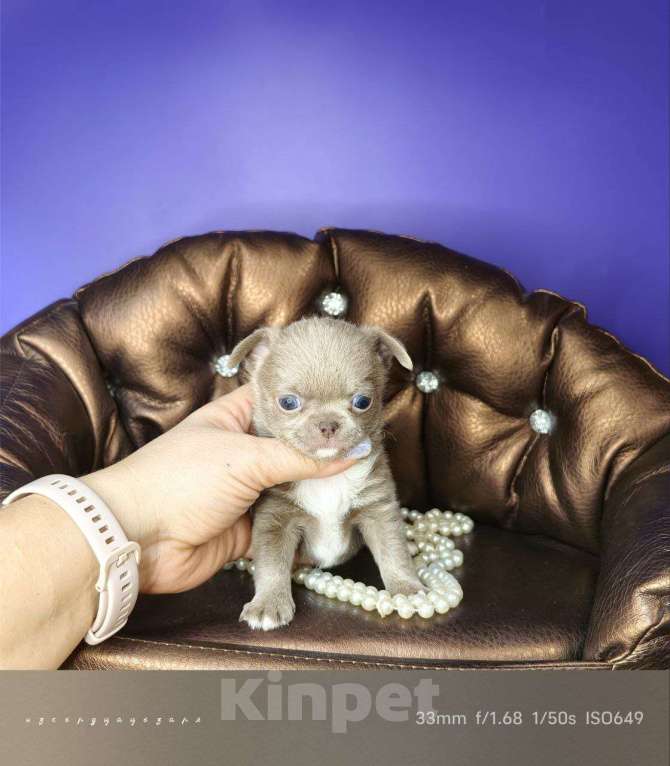 Собаки в Москве: Мини чихуахуа мальчик лилового окраса  Мальчик, 55 000 руб. - фото 2