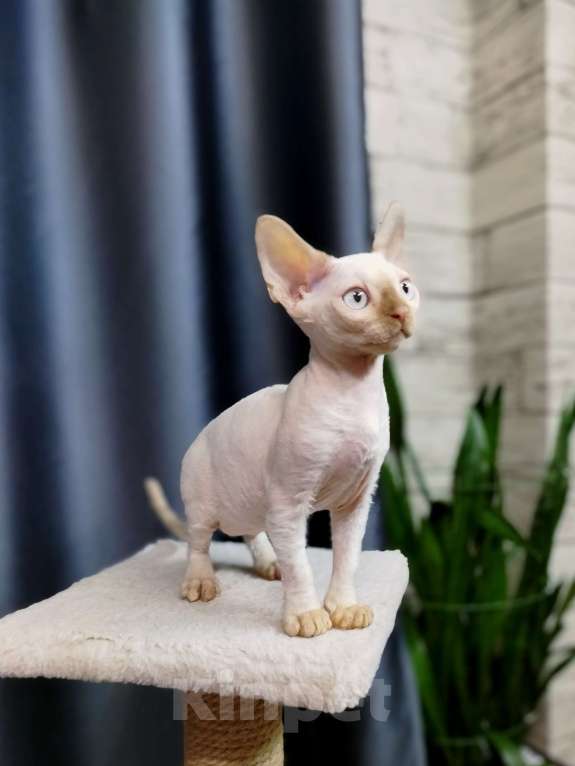 Кошки в Воронеже: Девон Рекс котёнок Мальчик, Бесплатно - фото 7