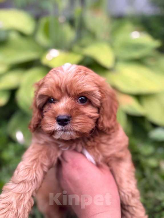 Собаки в Москве: Кавапу щенок девочка Девочка, Бесплатно - фото 5