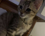 Кошки в Самаре: Котята бесплатно Девочка, 50 руб. - фото 1