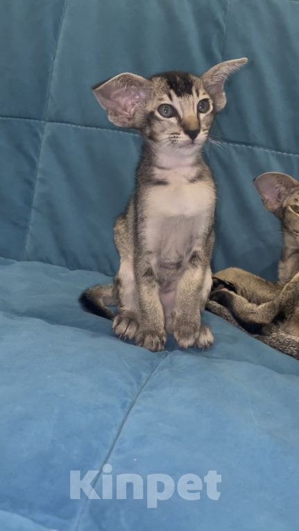 Кошки в Москве: Ориентальная девочка. Девочка, 150 000 руб. - фото 4