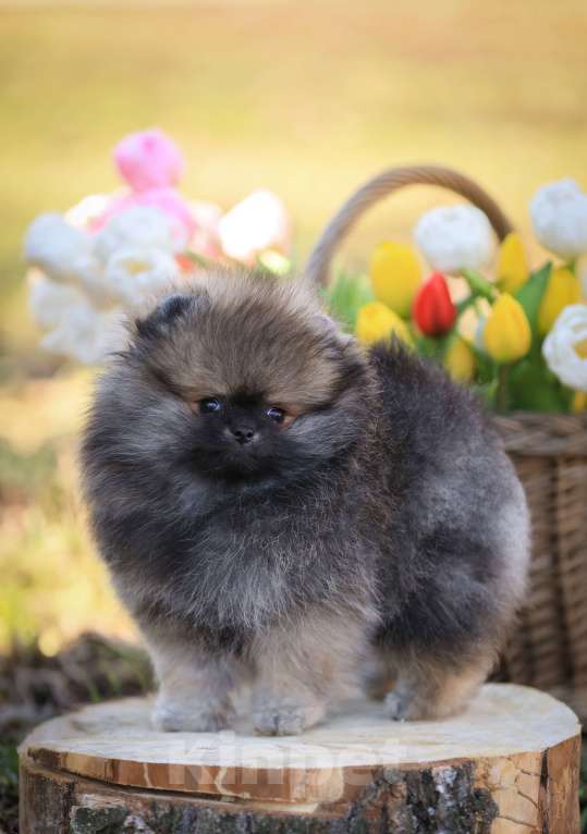 Собаки в Узловой: Девочка померанского шпица мини Девочка, 50 000 руб. - фото 2