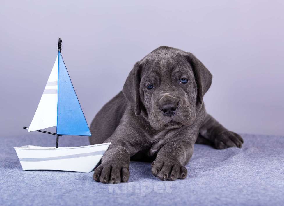 Собаки в Нижнем Новгороде: Немецкий Дог Чемпион Моего Сердца (Синяя лента) Мальчик, 100 000 руб. - фото 1