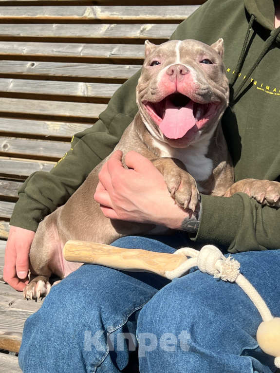 Собаки в Мурином: Гера Девочка, 50 000 руб. - фото 1