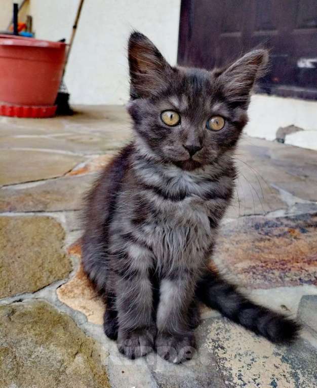 Кошки в Аксае: В добрые руки котёнка девочку Девочка, Бесплатно - фото 2