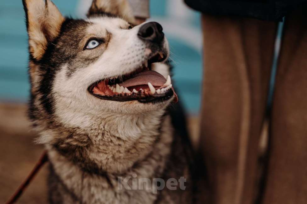 Собаки в Москве: Собака - улыбака и очень ласковый Котёнок просится жить в семью, где знают, что такое верность Мальчик, Бесплатно - фото 5
