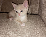 Кошки в Орле: Котята Мальчик, 500 руб. - фото 1