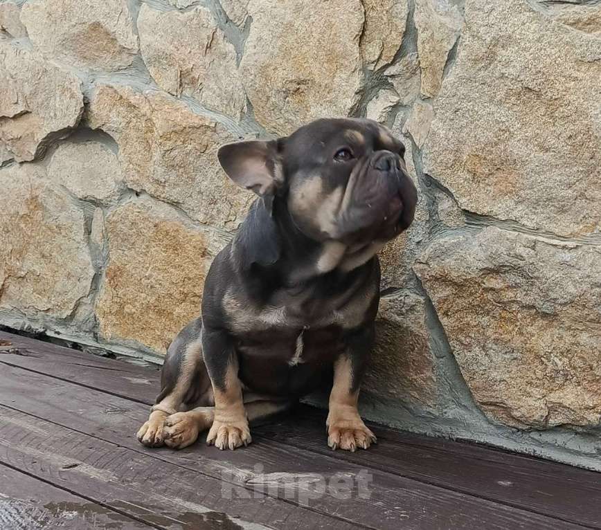 Собаки в Тюмени: Французский бульдог взрослый мальчик Мальчик, Бесплатно - фото 3