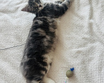 Кошки в Москве: Котенок - девочка в добрые руки Девочка, Бесплатно - фото 9