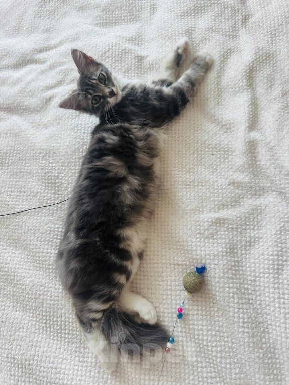 Кошки в Москве: Котенок - девочка в добрые руки Девочка, Бесплатно - фото 9