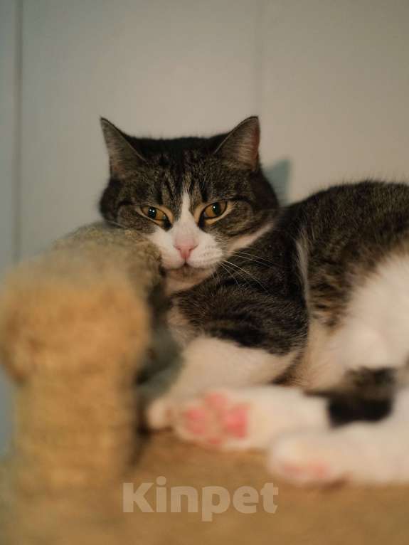 Кошки в Санкт-Петербурге: Кошка ищет дом Девочка, Бесплатно - фото 3