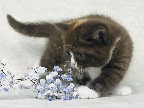 Кошки в Люберцах: Британская кошечка Девочка, 50 000 руб. - фото 4