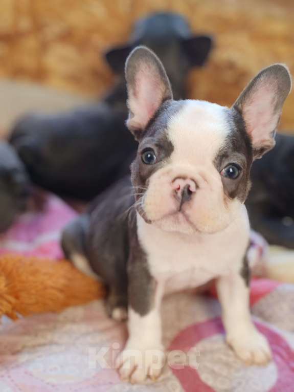 Собаки в Санкт-Петербурге: Шикарная шоколадная девочка Девочка, 50 000 руб. - фото 2