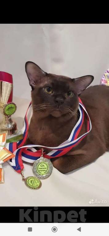 Кошки в Сланце: Котята европейской бурмы Девочка, 29 000 руб. - фото 2