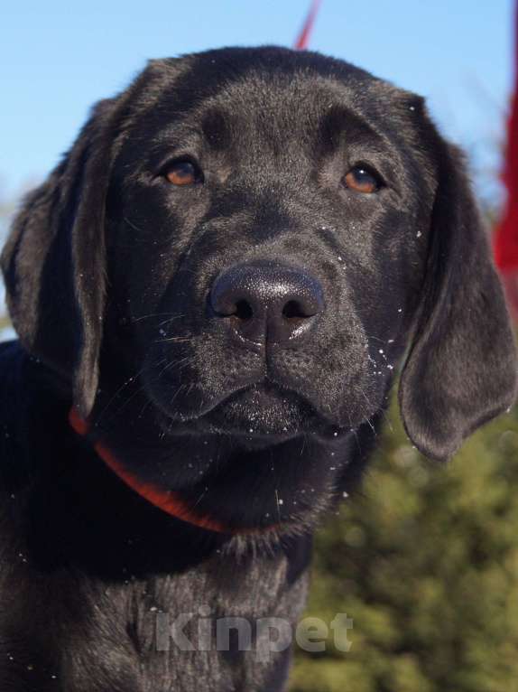 Собаки в Москве: Щенки лабрадора Разнополые, Бесплатно - фото 8