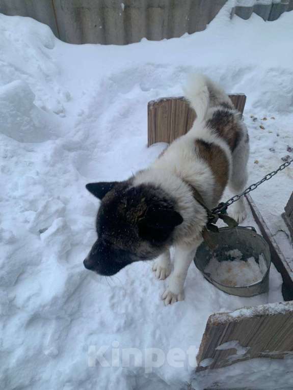 Собаки в Казани: Спасаем от плохого обращения Девочка, Бесплатно - фото 5