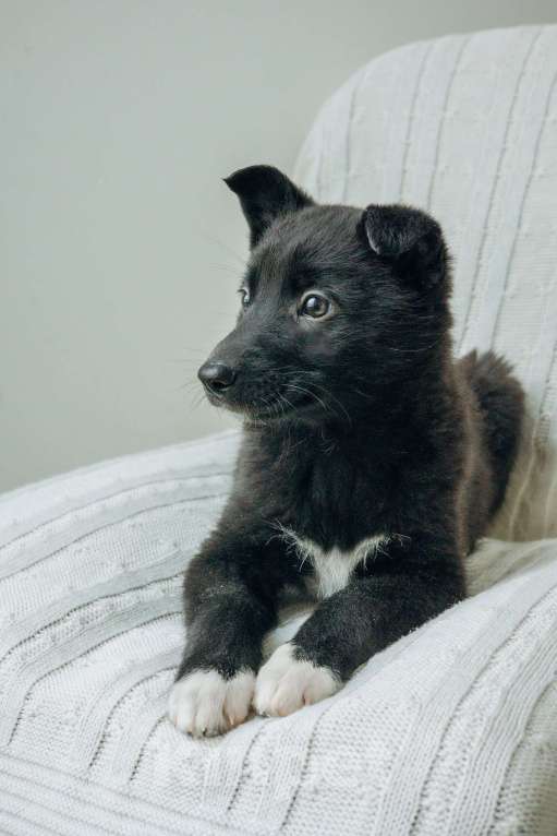 Собаки в Москве: Щенки-помет бесплатно в Москве Девочка, Бесплатно - фото 5