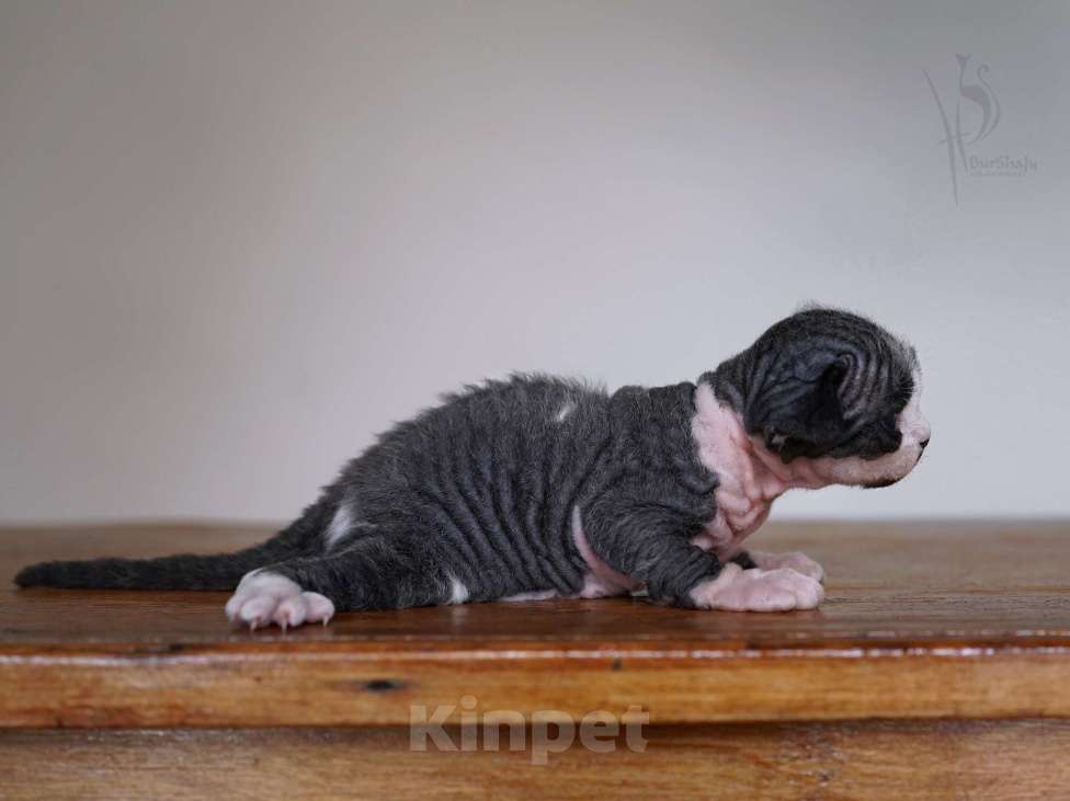 Кошки в Москве: Девон-рекс мальчик Мальчик, 80 000 руб. - фото 6